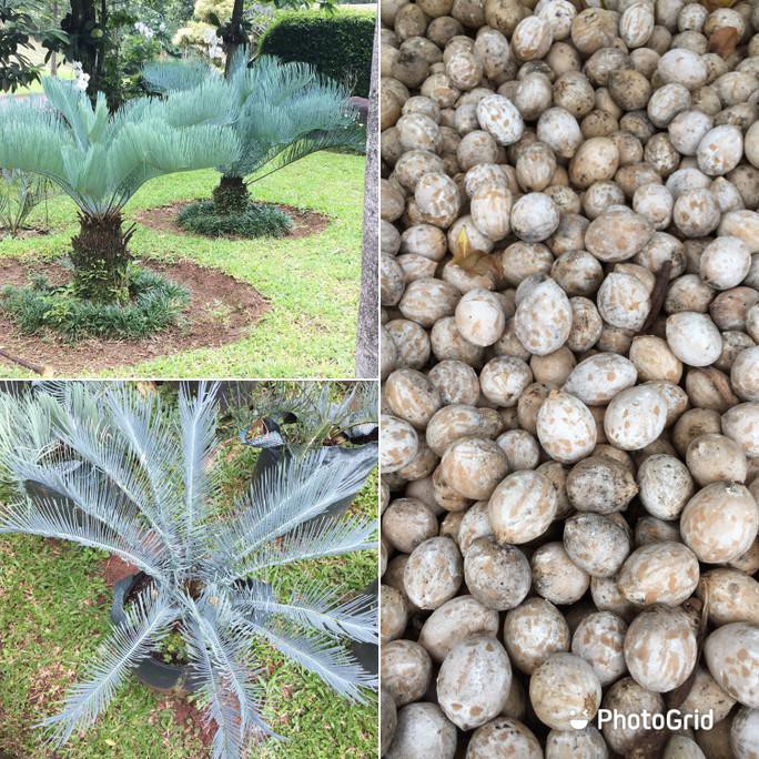 Biji Sikas Biru "Glen Idle Blue" (Cycas Cairsiana)