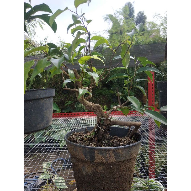 Bahan Bonsai Beringin Arjuna ProspekLangka