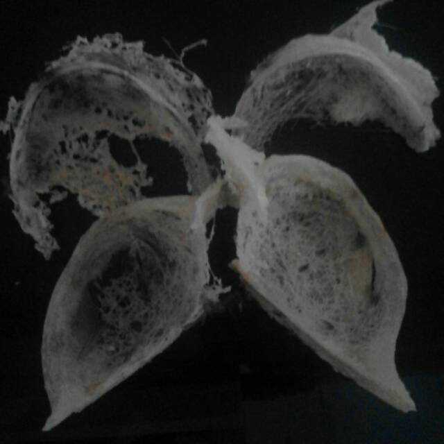 

Sarang walet ( 1 Gr )