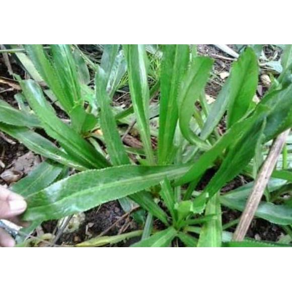 

promo!! daun walang sangit segar 1 kg terbaru