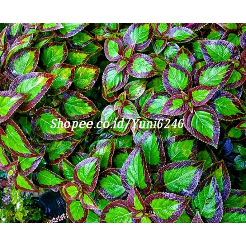 COD tanaman hias Miana premium