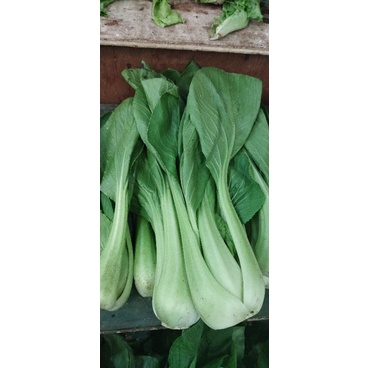 

SAYUR PAKCOY SEGAR