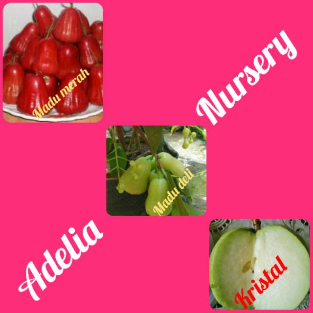 Bibit jambu air madu merah-madu deli-kristal