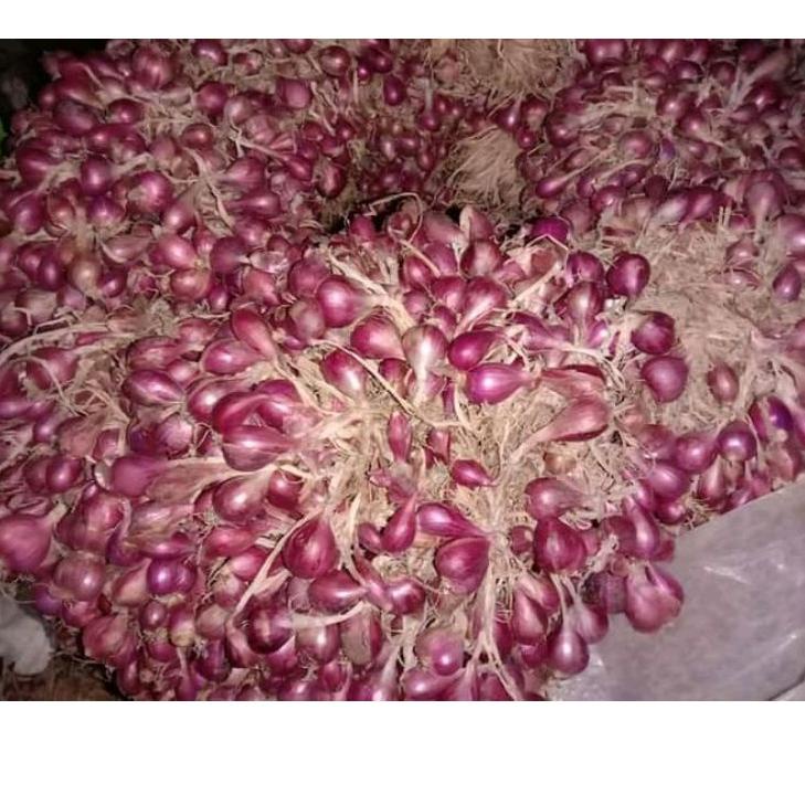 ♟ bibit siap tanam bawang merah brebes POTONG HARGA