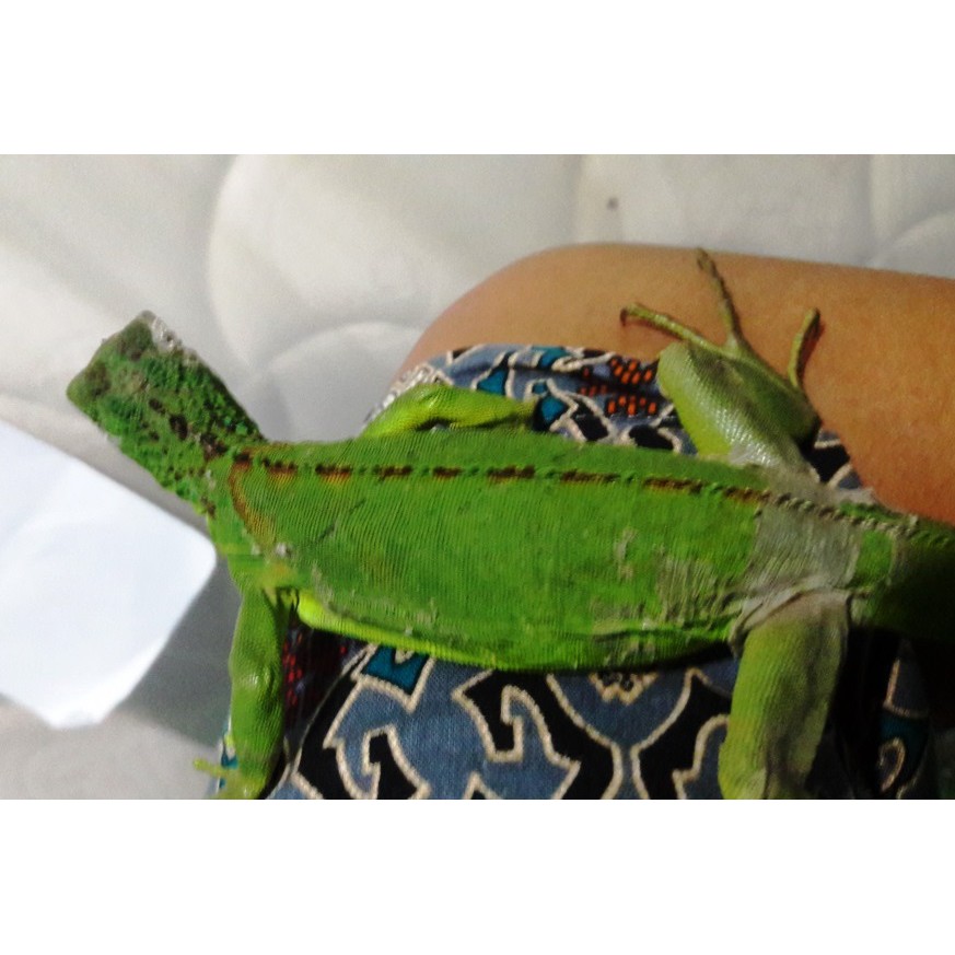 Iguana Green Murah Shopee Indonesia