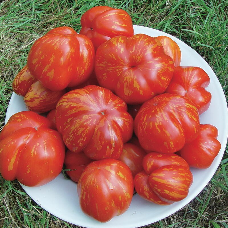 Benih Bibit Biji - Tomat Striped Cavern Tomato Seeds