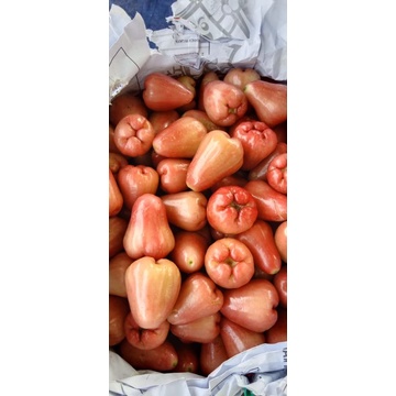 

jambu air nyusss