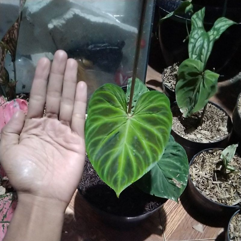 philodendron verrucosum