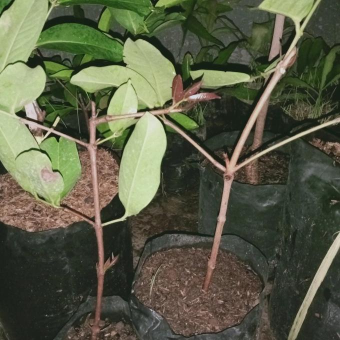 ```````] bibit cangkok jambu air green Giant asli