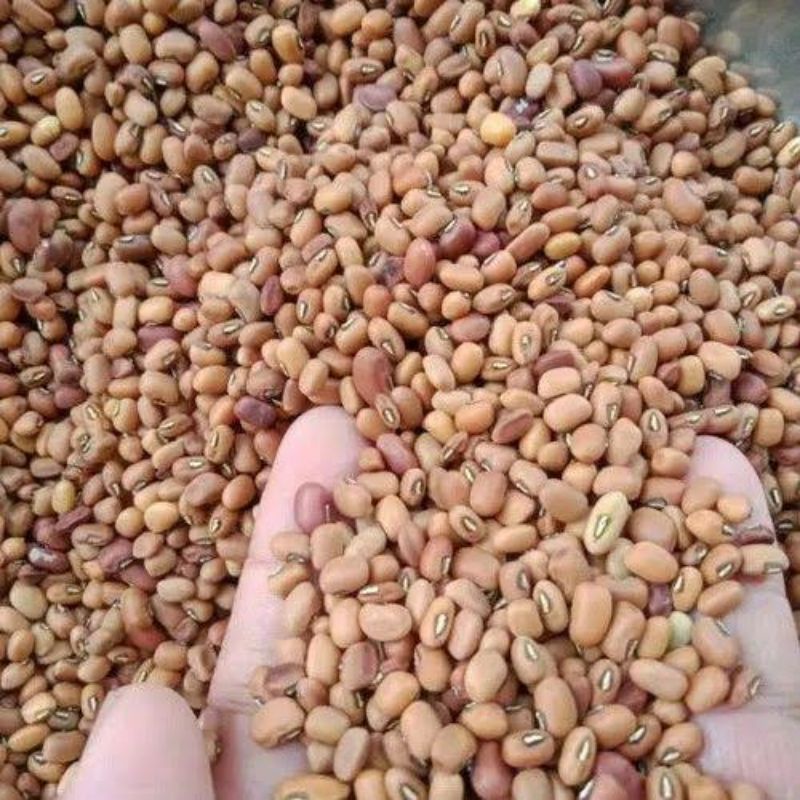 

500 gr kacang tunggak /kacang tolo