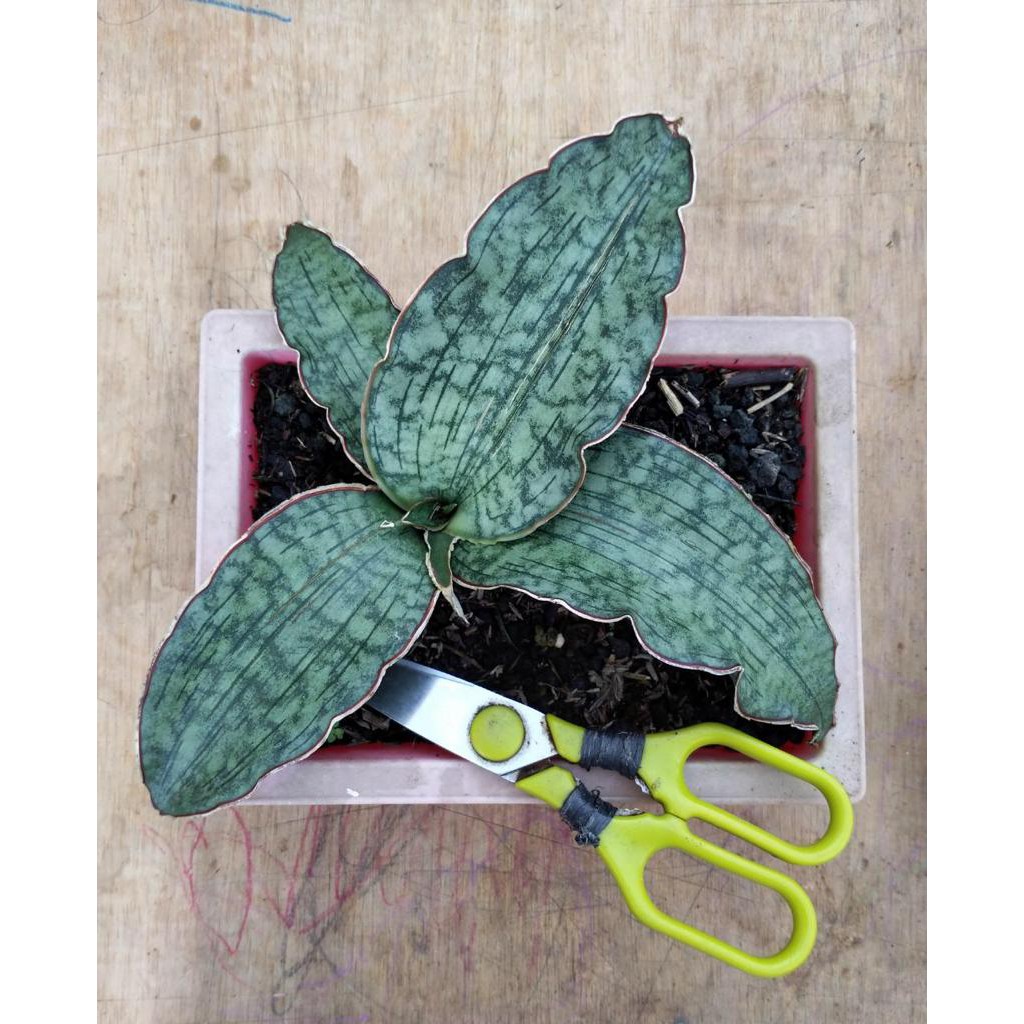 Sansievera Silver Blue Lidah Mertua