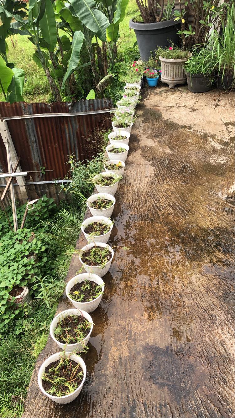 Paket Hemat Krokot Mix Lokal Dan Import /krokot Portulaca /mossrose Portulaca Import Dan Lokal