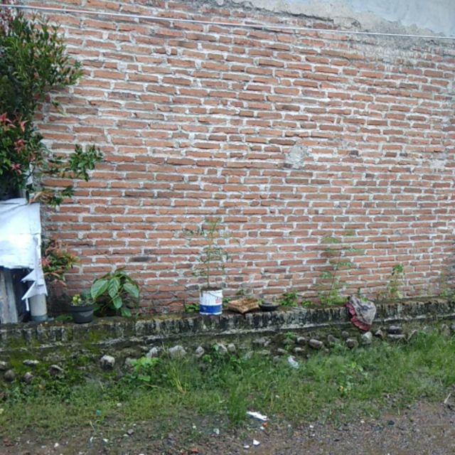 Bswart Batik Hrb026 Kenongo Hem Pendek Padi Pekalongan M L Xl Batik Pria Murah Modern Grosir