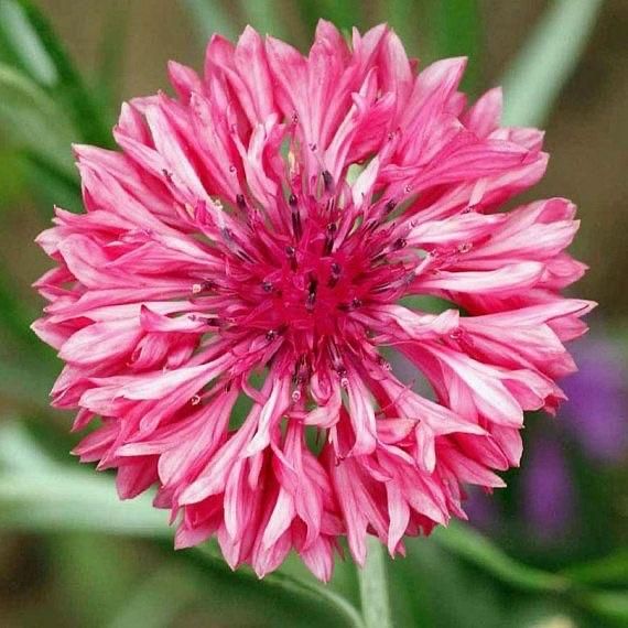 Benih Bibit Biji - Bunga Cornflower Centaurea Cyanus Pink Flower Seeds - IMPORT