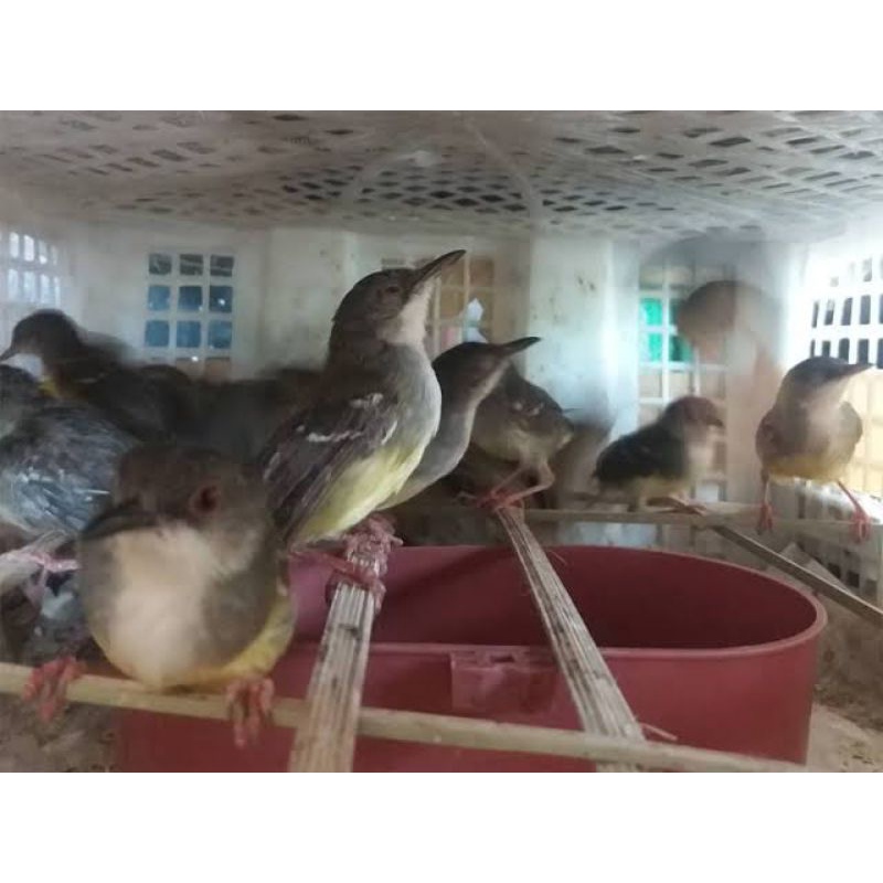 ciblek semi atau cisem bahan semi pur sortiran mantap