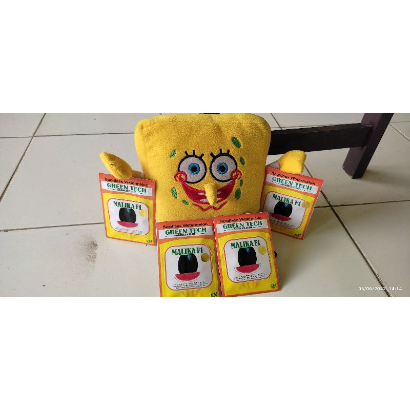 bibit semangka Malika f1 tipe hijau gelap oval non biji