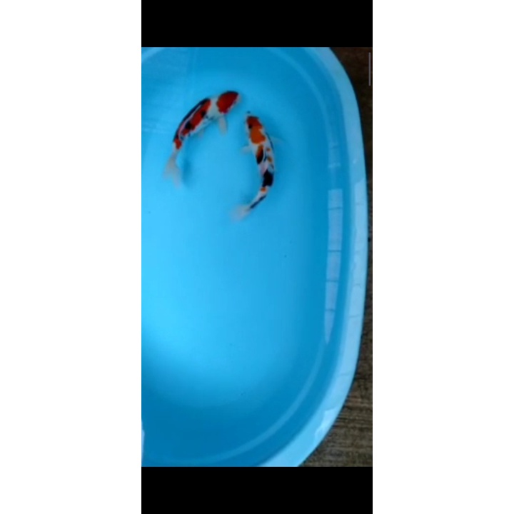 paket special ikan koi showa paket 2 ekor sz 30 cm | jual ikan koi