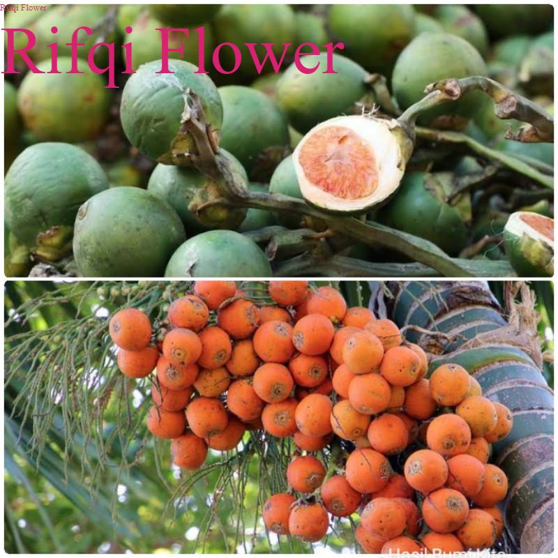 

Pinang Tua & Muda 200gram Jambe Pinang Segar Fresh Herbal Rifqi Flower