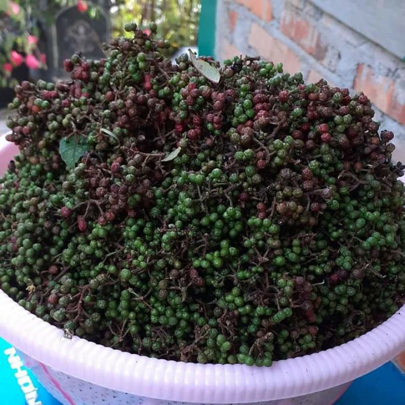 

andaliman segar