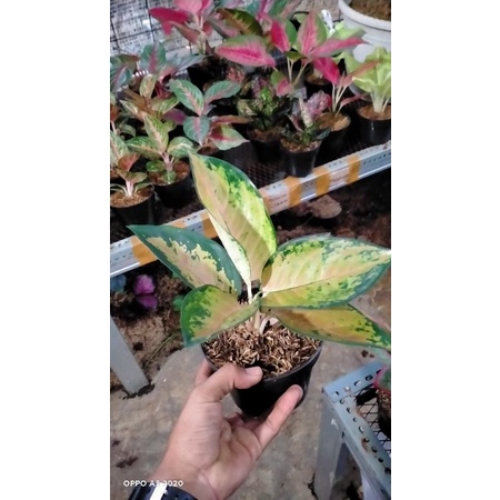 SULTAN BRUNEI /AGLONEMA SULTAN BRUNEI