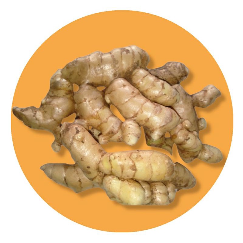 

Kunyit putih segar 1 kg
