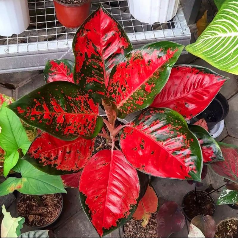 Aglonema suksom jaipong kulture remaja - tanaman hias hidup - bunga hidup - bunga aglonema - aglaonema merah - aglonema merah - aglonema murah - aglaonema murah