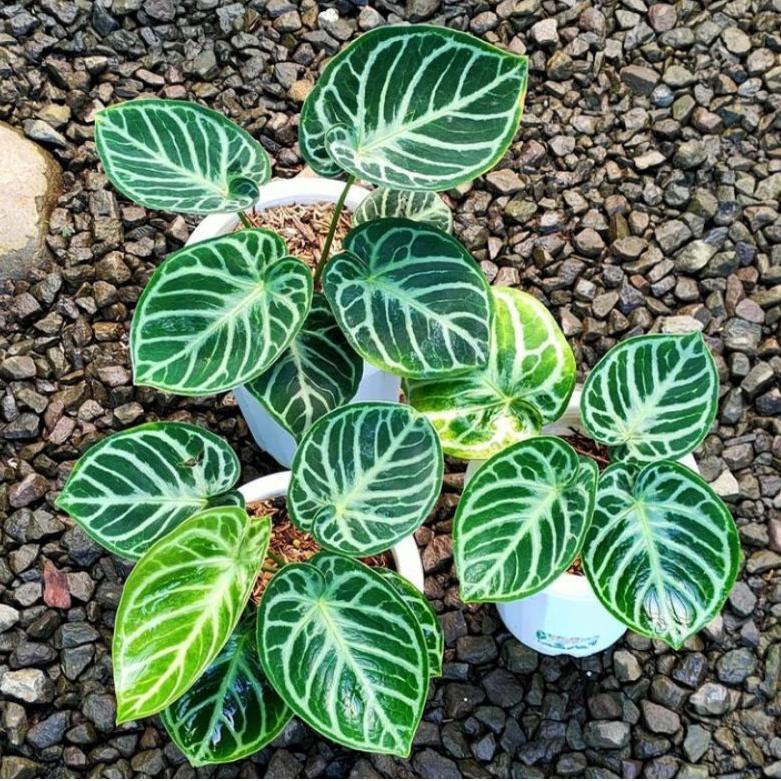 [KODE PRODUK HCJ9U6045] Promo Tanaman Anthurium Crystalinum SILVER DORAYAKI 100% ORI Kuping Gajah - 
