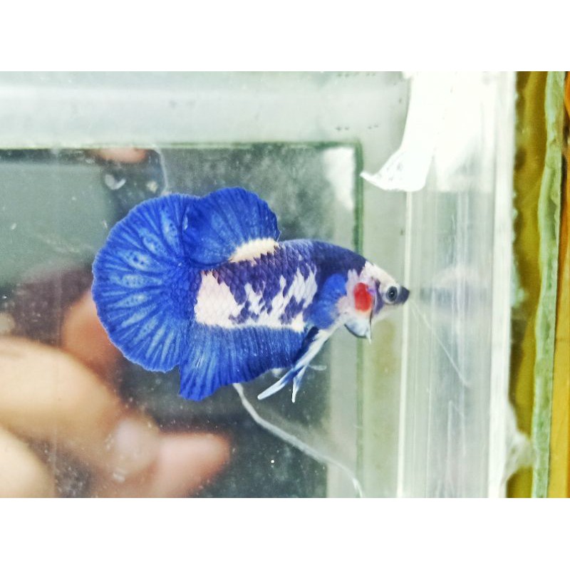 Cupang Blue Panda Line Blue Rim BPK11