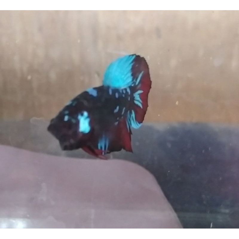 cupang avatar gordon