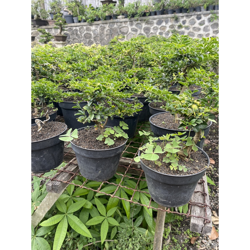 Jual Bonsai Jeruk Kingkit Berbuah Free Pot Shopee Indonesia