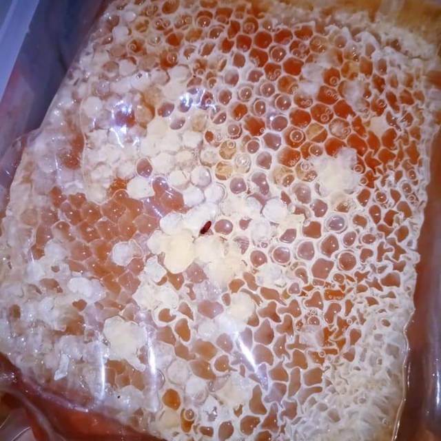 

Madu Lebah Liar Sumatera