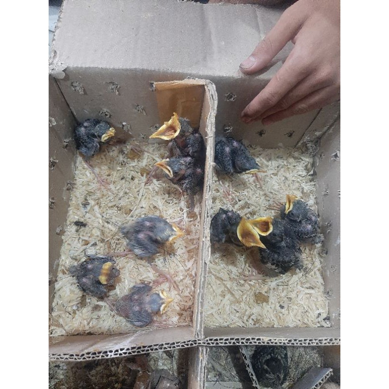 lolohan jalak kebo