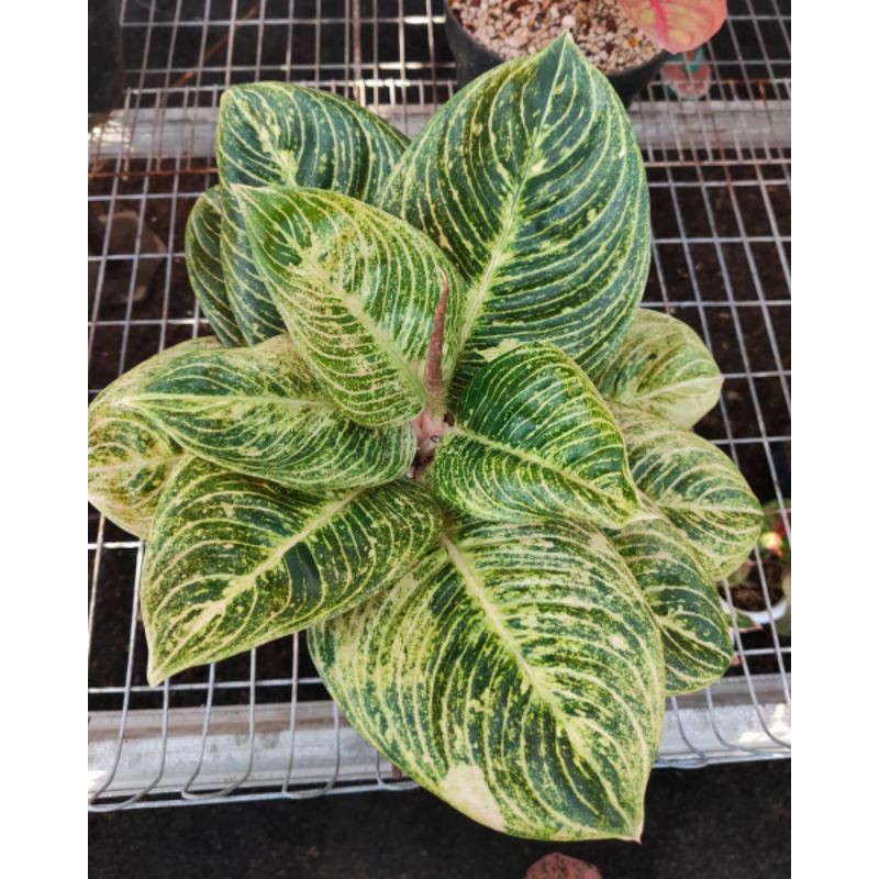 bonggol aglonema asri white forsale