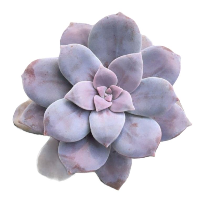 Sukulen Graptopetalum Superbum