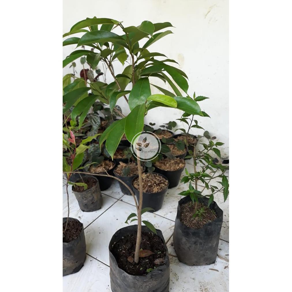 Bibit Sirsak Pohon Sirsak Bibit Buah Sirsak Pohon Buah Sirsak Pohon Daun Sirsak Murah#