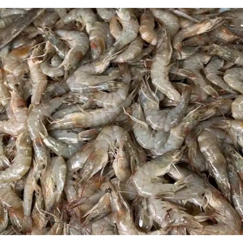 

Bisa Kirim Instan - Udang Segar ukuran sedang