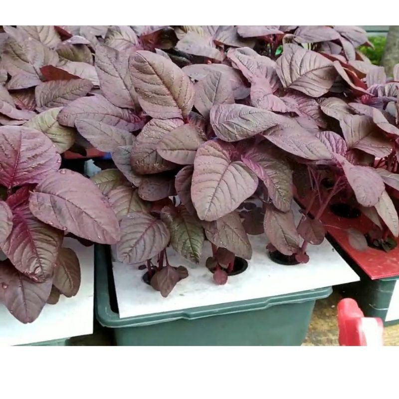 1000 Benih Bayam Merah Red Bintang Asia - Bibit Tanaman Sayur Sayuran Seribuan