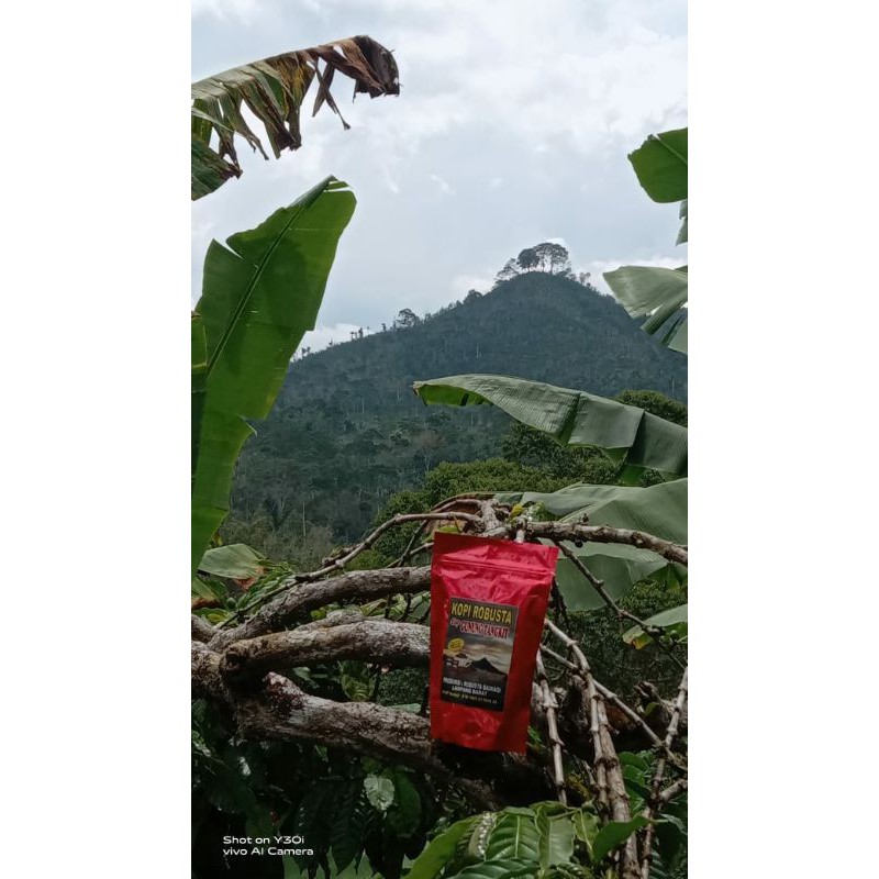 

KOPI BUBUK ORIGINAL ROBUTSA KOPI ASLI LAMPUNG BARAT Cap GUNUNG TANGKIT