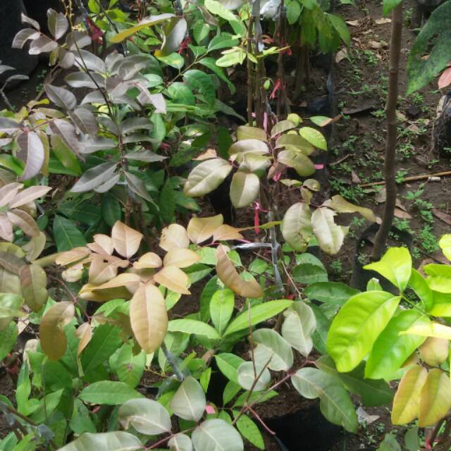 Kelengkeng ruby, kelengkeng merah