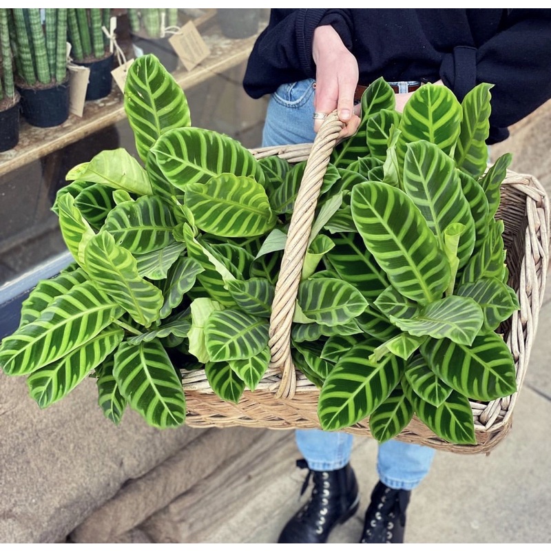Tanaman hias calathea zebrina-tanaman hidup-bunga hidup-tanaman hias hidup-bunga hias hidup