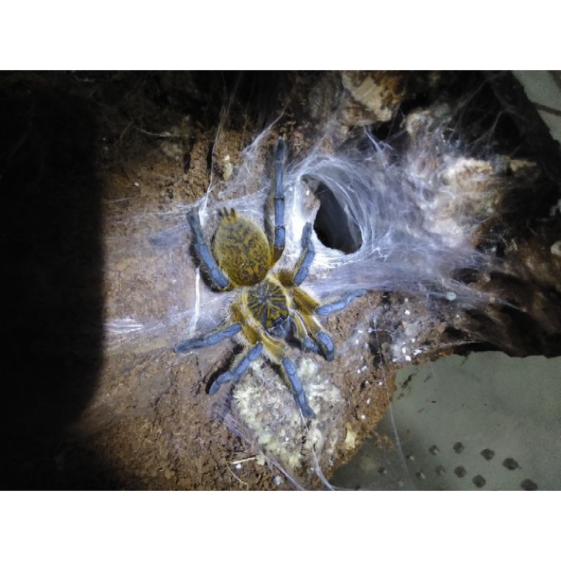 kartu koleksi Harpactira Pulchripes iklan h592