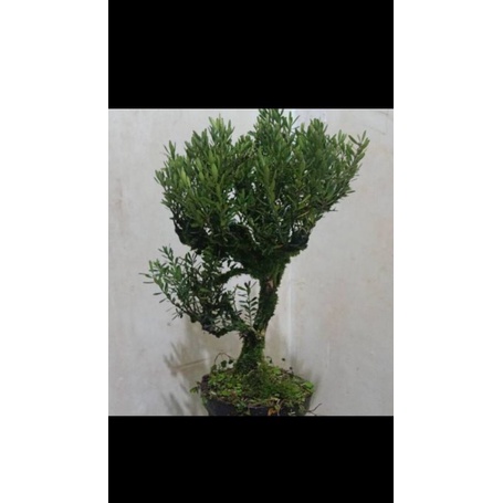 Bonsai boxus batang besar - bonsai boxus