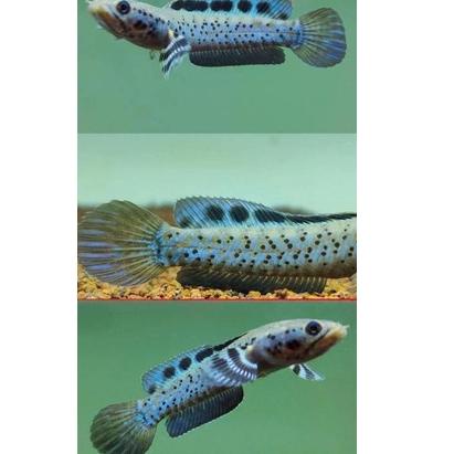 Telah Hadir.. Channa Orna Yellow Lips Beli 1 Free Andrao Unik  5-6 CM grade A++ Garansi YL seumur hi