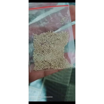 Biji Keladi Silangan (Hibryd)