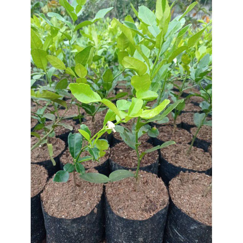 Pohon Jeruk Purut, tanaman jeruk purut, Jeruk Purut