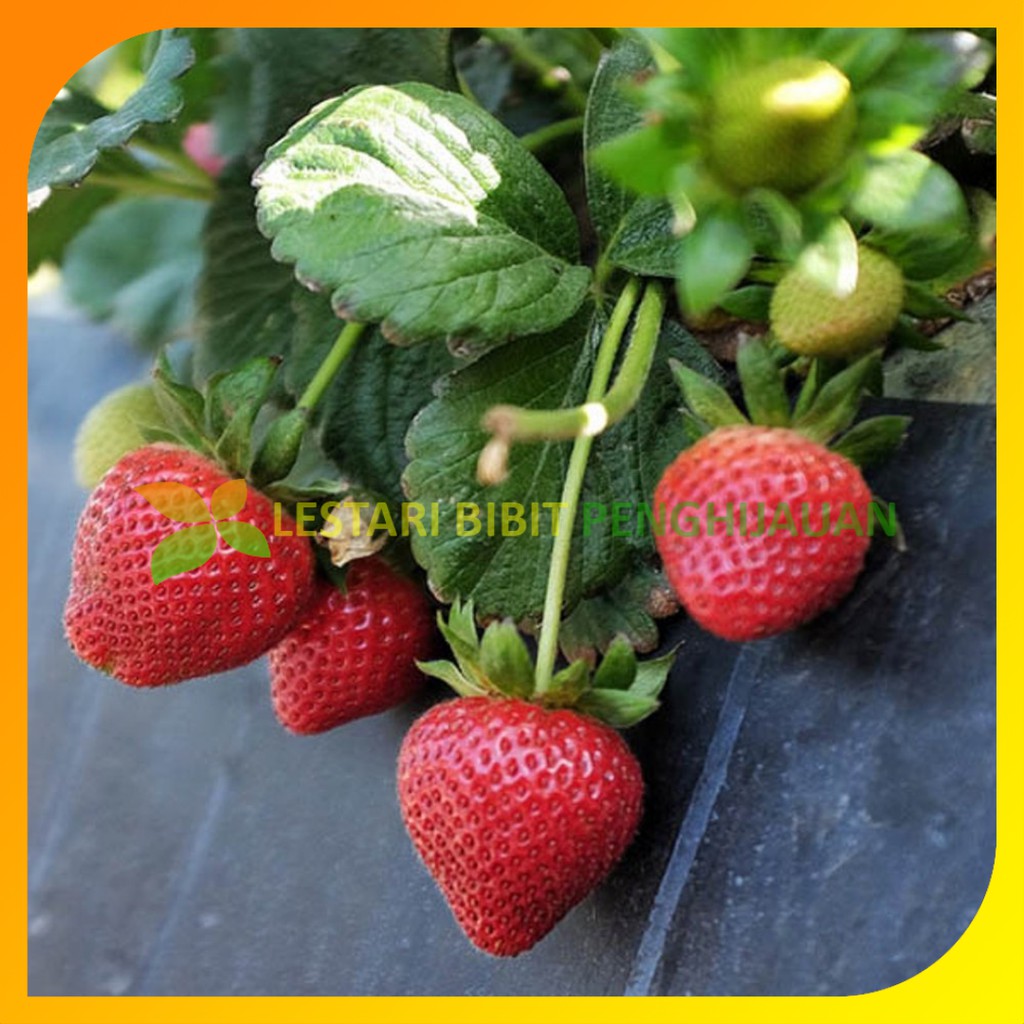 Bibit Strawberry California Jumbo