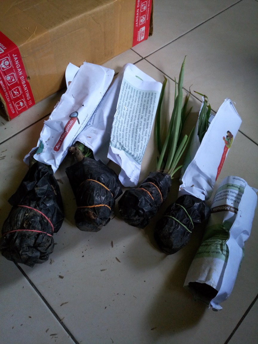 Tanaman Hias Peperomia Varigata