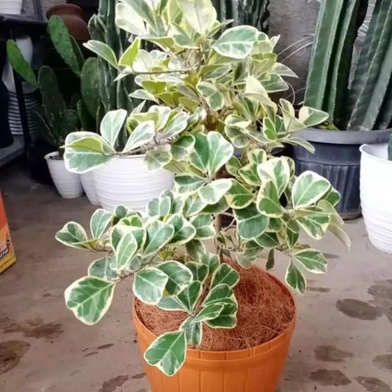 Tanaman Hias Bringin love variegata - bringin variegata love