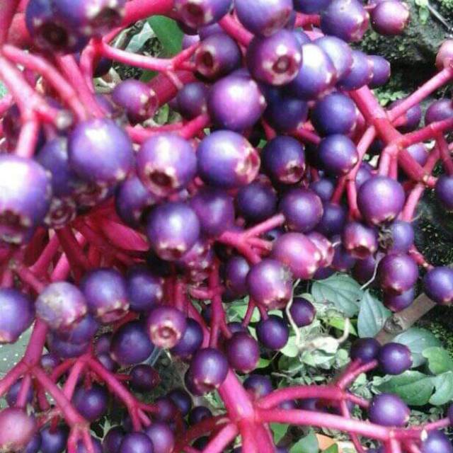 

Bibit buah parijotho