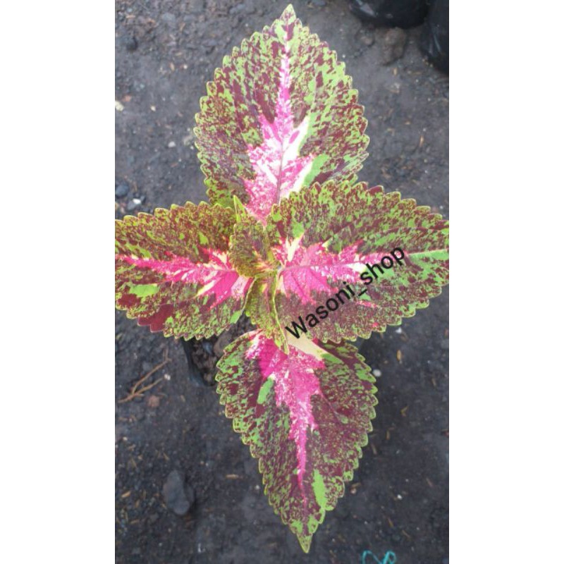 (BISA COD)TANAMAN HIAS MIANA BATIK BETAWI